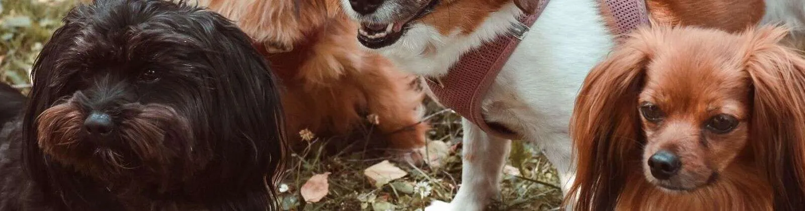 Grupo de perros juntos, cada uno con su carácter